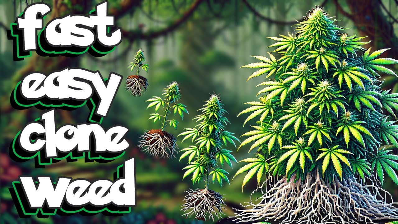 fastest and easiest way to clone weed - how to clone weed #easy #fast # ...