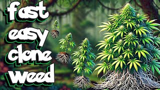 fastest and easiest way to clone weed - how to clone weed #easy #fast #organic