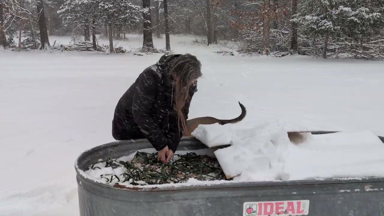Blizzard Onions in the Piedmont Triangle 