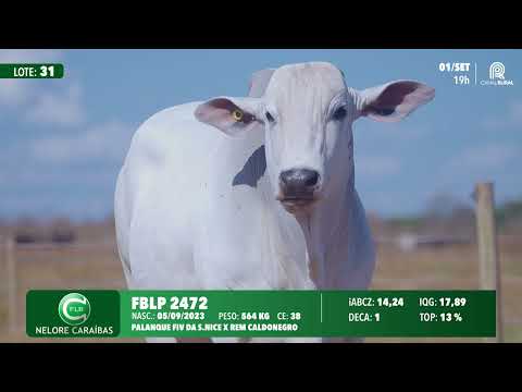 Lote 31   FBLP 2472