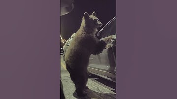 TESLA SENTRY MODE CAUGHT BEAR IN ACTION