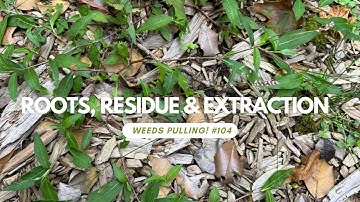 Roots, Residue & Extraction - Weeds Pulling! #104