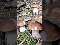 Beautiful porcini mushrooms #porcini #wildmushrooms #nature #boletus #youtubeshorts #shorts