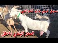 آخر اخبار اسعار الماعز من سوق تيزي وزو الماعز البلدي باطل أما الحر غالي و ناقص سوق المواشي تابع