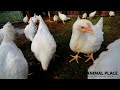 Rescued Birds Explore