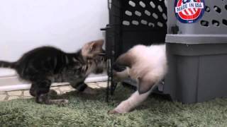 7 weeks old Bengal-Siamese mix kittens