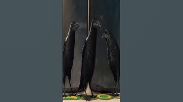 Crows Remember Faces and WARN Other Crows #shorts #facts  #didyouknow