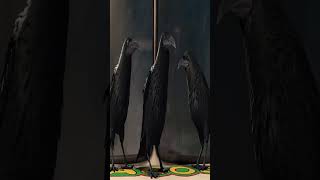 Crows Remember Faces and WARN Other Crows #shorts #facts  #didyouknow