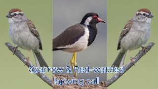 House Sparrow and Red-wattled Lapwing Call
