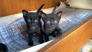 Incredibly beautiful Kittens living on the street. You will fall in love with these Kittens.