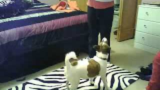 crazy dog popping bubbles