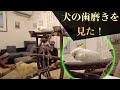 【おしゃべり】犬のキレイキレイを見たオウムの反応