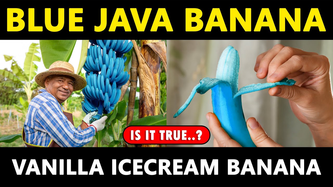 Blue Java Banana Vanilla Ice Cream Banana YouTube