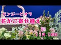 ピンクかわいい♥パンジービオラの花かご寄せ植え