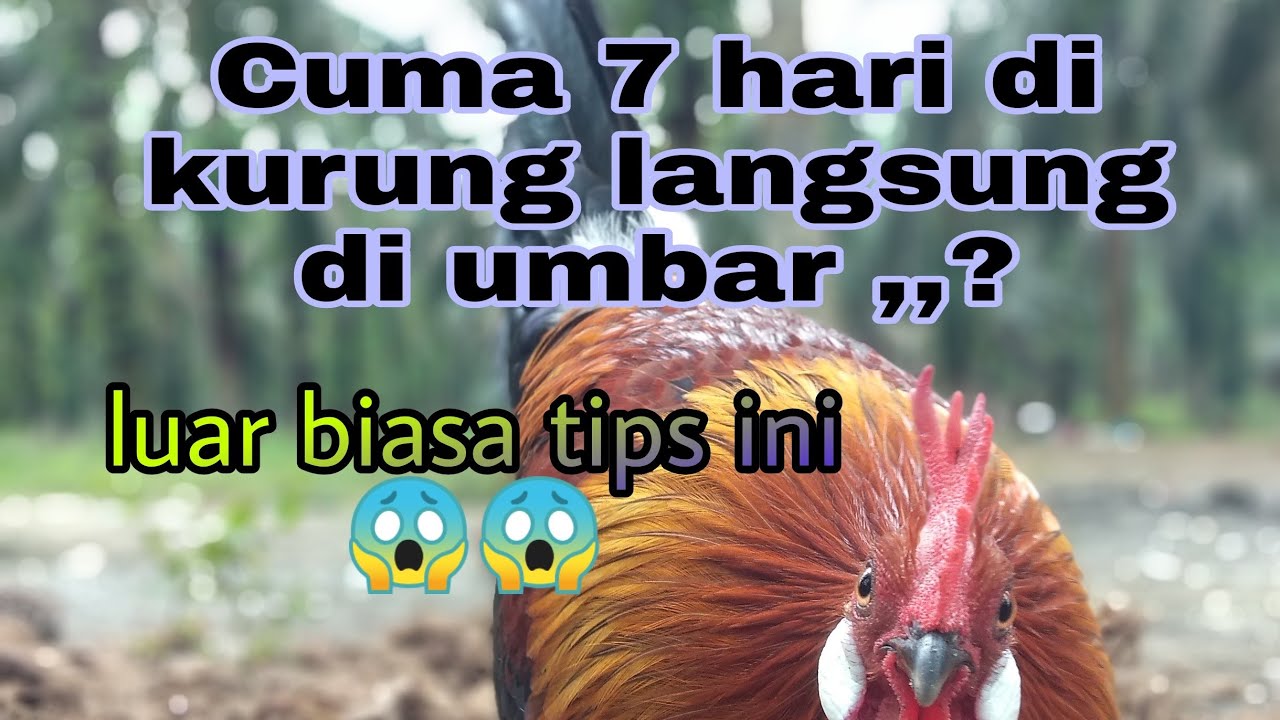cukup 7 hari untuk mengumbar ayam hutan ORI ini 😎