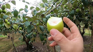 Trồng táo đài loan, táo xuân khoảng cách mấy mét một cây (0368052750 I nui doi luc ngan 98