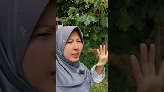 vlog ngala kalapa dewegan #vlog #minivlog #shortvideo #fyp
