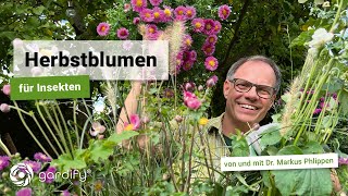 Autumn Flowers For Insects On Balconies, Terraces, And In The Garden, Asters, Autumn Anemones G...