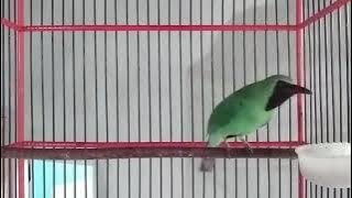 BURUNG CUCAK IJO 10 MENIT LANGSUNG BISA RESPON BURUNG KICAU ANDA