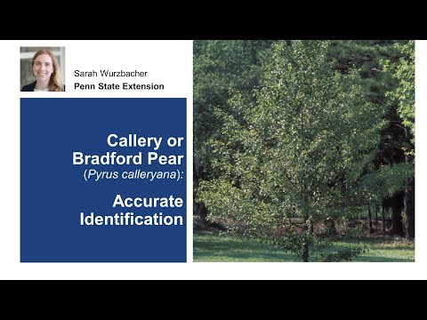 Callery or Bradford Pear: Accurate Identification