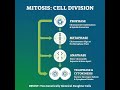 Understanding the Process of Mitosis