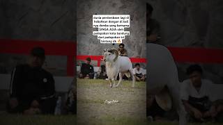 Download Lagu SINGA ASIA 🔥  #domba #cungurfotret #dombagarut MP3