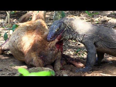 مشاهد دموية لافترس تنين الكومودو لانثى الغزال وهي حامل Komodo Dragon Attacks And Eats Alive Deer 