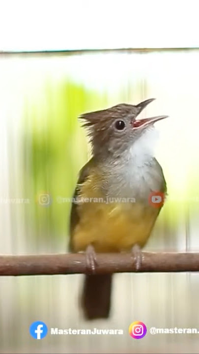 Cucak Jenggot Beset Gacor Mesin Jahit #cucakijoemmositinggi #birds #kicaumania #burungkicau
