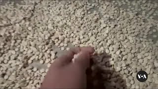 Syrian rebels vow to dismantle Assad’s drug empire | VOA News