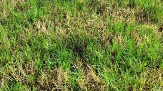 Arbor-Nomics How To Identify And Treat Dollar Spot