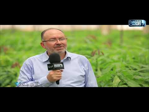 م شريف عبد الرازق المشاتل العشوائية أحد ابرز مشكلات قطاع إنتاج المانجو فى مصر