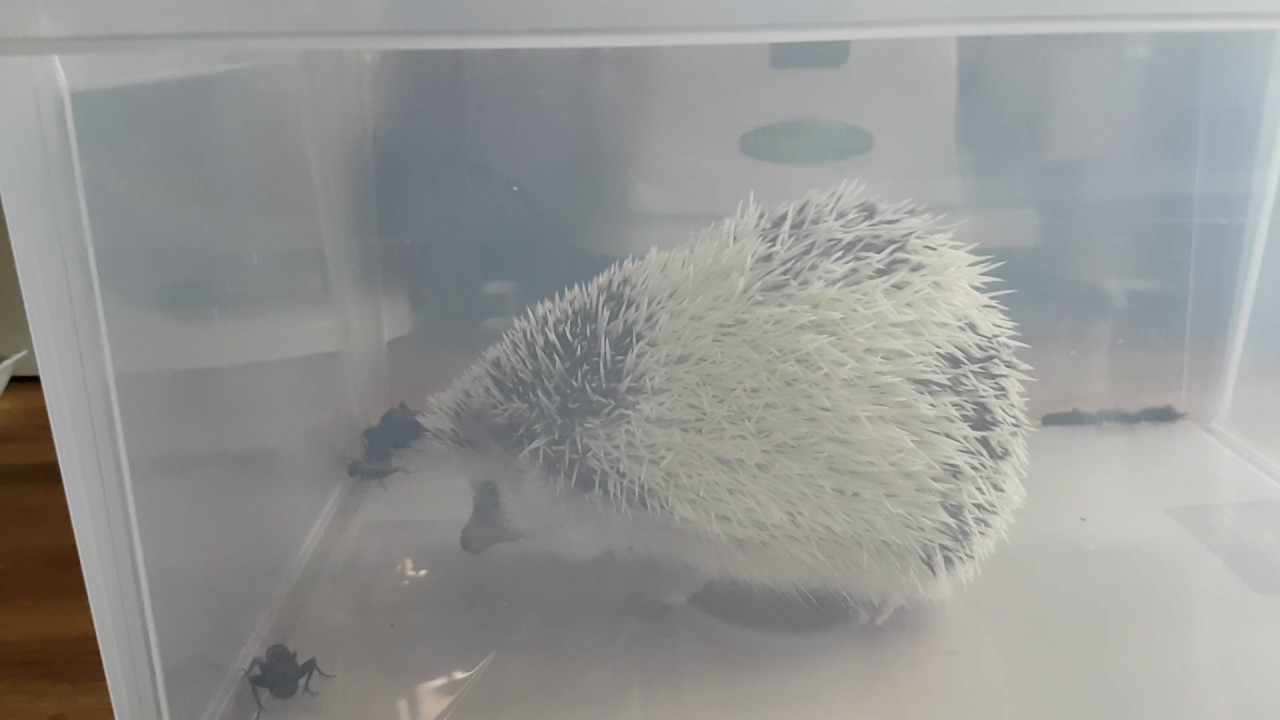 Teaching hedgehog Azu to catch crickets - YouTube