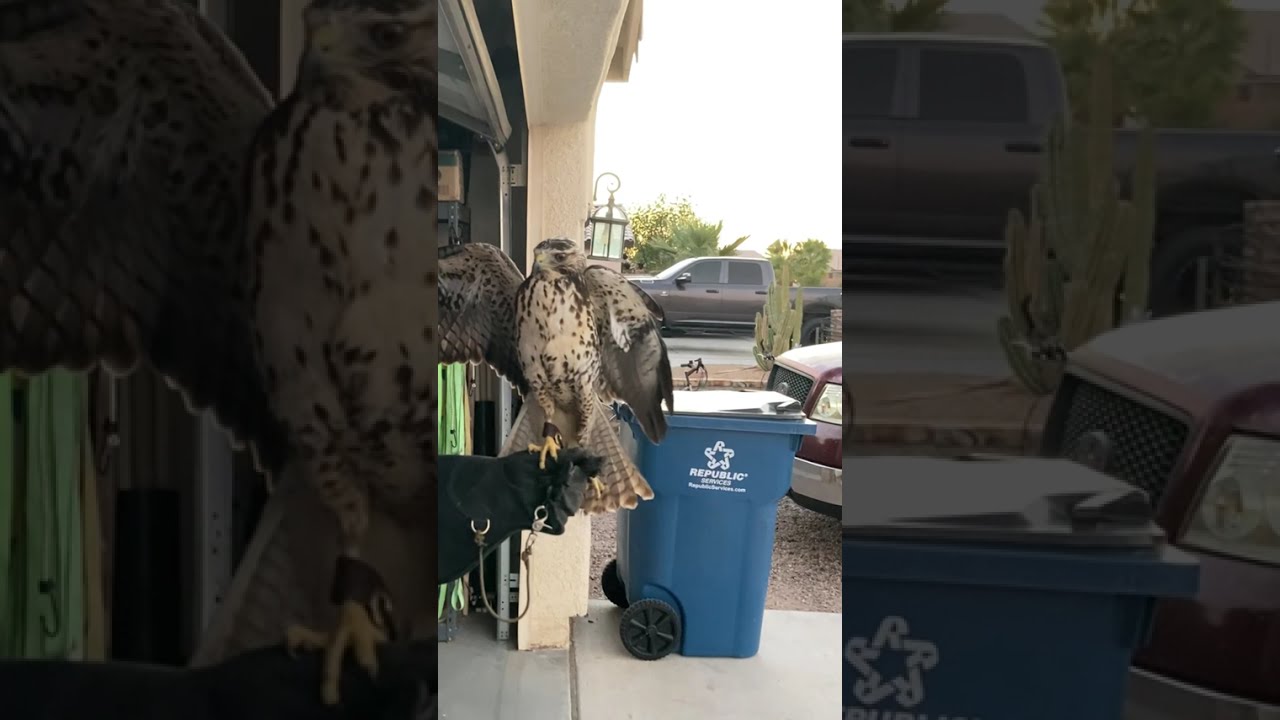 Swainsons Hawk Release 10-30-2025