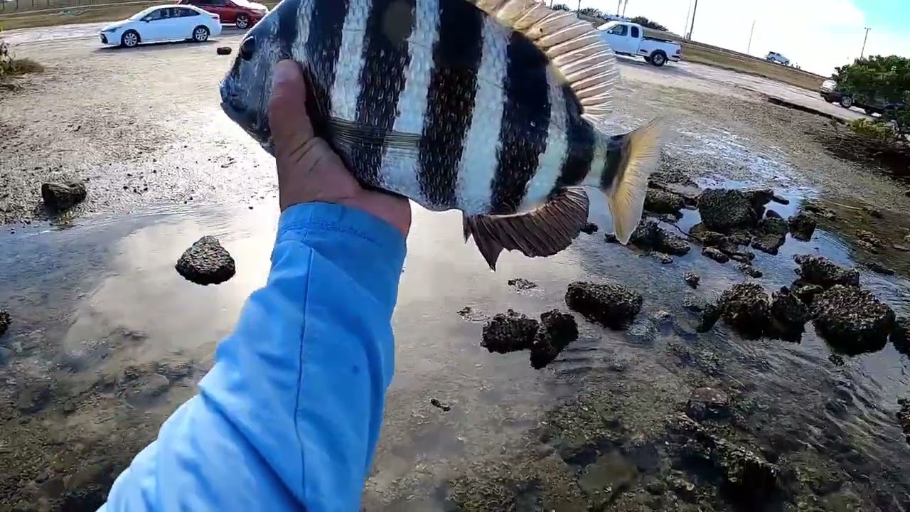 Using Sand Fleas & Mangrove Crabs for SHEEPSHEAD! 11/25/25