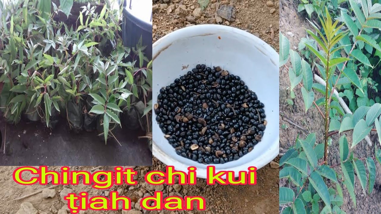 Chingit chi kui ṭiah dan ṭha lutuk.