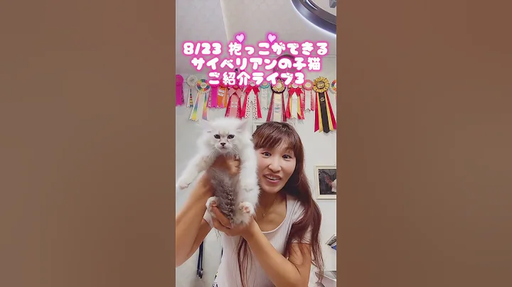 Video 10521231: siberian cat kitten, siberian cat living