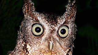 Eastern Screech Owl - Sound, Call, Sound, Voice, Hooting, And Other Noises Made by the Bird