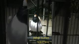Jalak Suren Ngompa