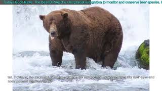 Todays Good News: The BearID Project is using facial recognition to monitor and conserve b