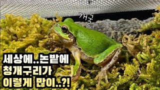 한국 청개구리를 채집하고 키워보겠습니다 I’ll collect and raise Korean tree frogs