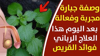 وصفة سحرية ومجربة لعلاج التهاب وتضخم البروستاتا نهائيا،القريص المعجزة يقضي على جميع مشاكل البروستاتا