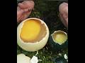 Biggest White Eggs &amp; Black Eggs Omelette Cooking Amazing Delicious Style