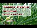 Удаляю стрелки чеснока