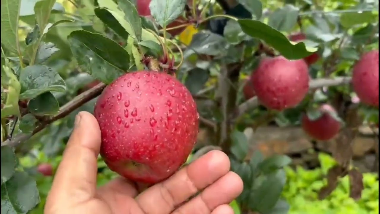 T rex gala  devial Gala  Fen+Gala m9root stock 2022..23  plantation