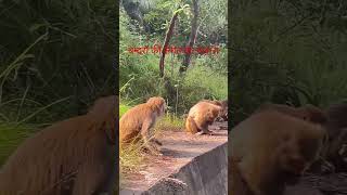 बन्दरों की संगत का नज़ारा #ytshorts #monkeysworld#