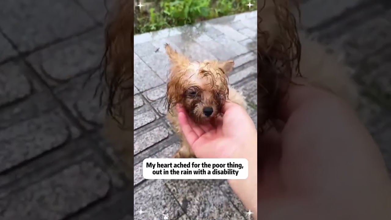 Rescuing a wet puppy and then...#ColoringApp #RelaxingApp #ArtTherapy #automobile #coloring