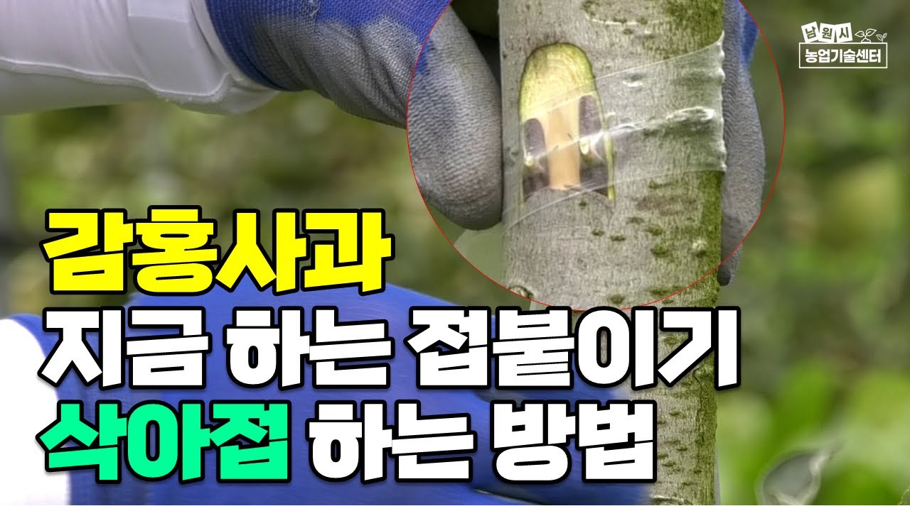 감홍사과 삭아접 방법 8월에 하는 접붙이기 아접방법 (김경훈강사)