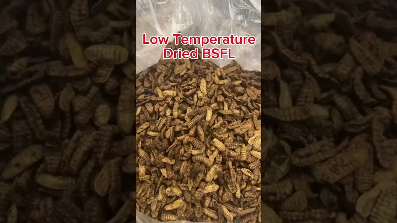 Dried Black Soldier Fly larvae