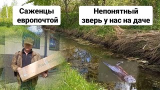 Деревня Беларуси, посылка от Procvetok, первые весенние цветы, посадки и другие деревенские хлопоты