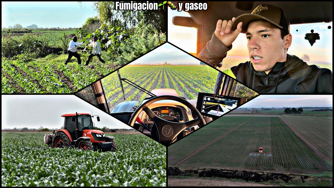 DANDO LA PRIMERA FUMIGADA PARA EL GUSANO 🐛 Y APLICANDO AMONIACO EN EL CULTIVO UN DÍA DE TRABAJO ‼️